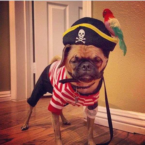 /Images/uploads/PUG NATION RESCUE OF LOS ANGELES/pugnationcalendar/entries/2370thumb.jpg